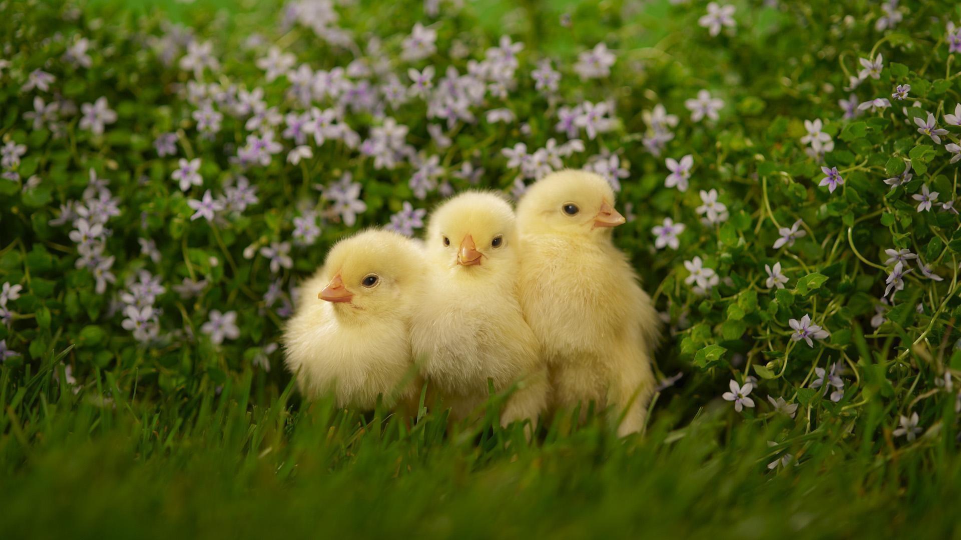 Chick Hd Wallpapers For Pc, Chick, Animal