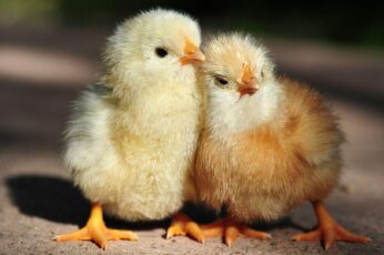 Chick Wallpaper For Ipad