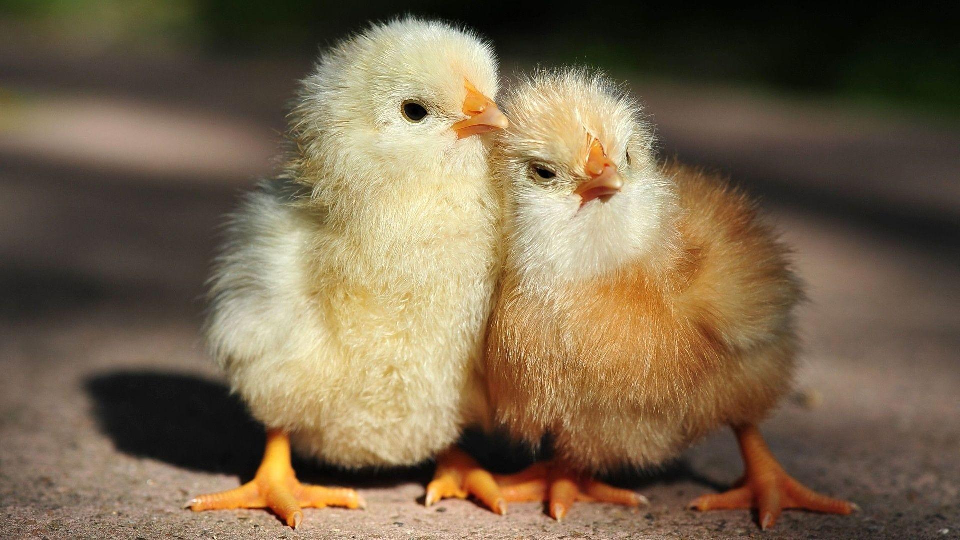 Chick Wallpaper For Ipad, Chick, Animal