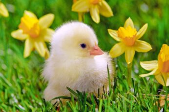 Chick Wallpaper For Pc 4k Download