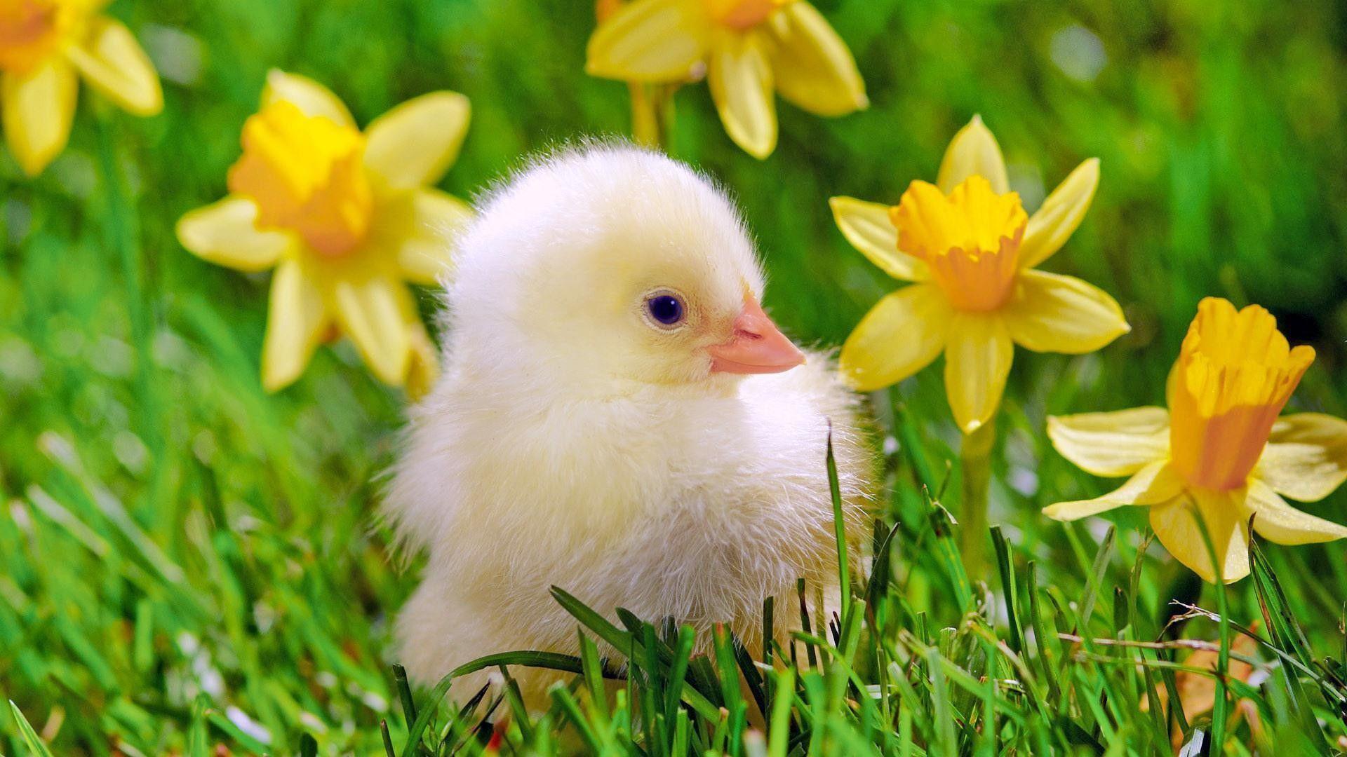 Chick Wallpaper For Pc 4k Download, Chick, Animal