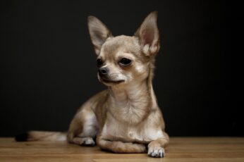 Chihuahua Hd Wallpapers For Mobile