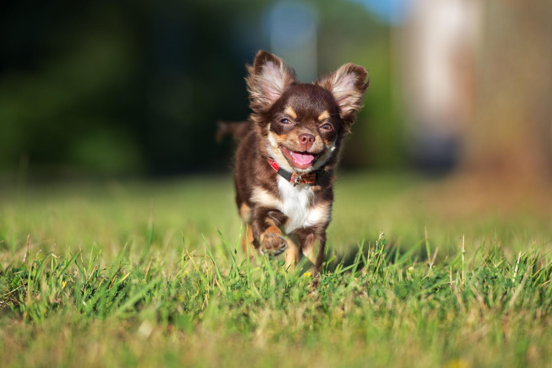 Chihuahua Hd Wallpapers For Pc
