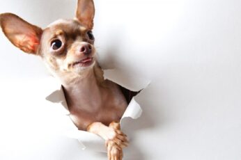 Chihuahua Hd Wallpapers Free Download