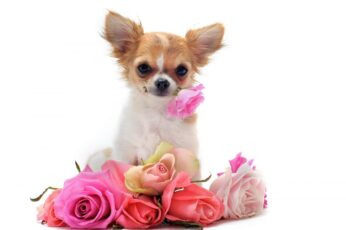 Chihuahua Wallpaper 4k Download For Laptop