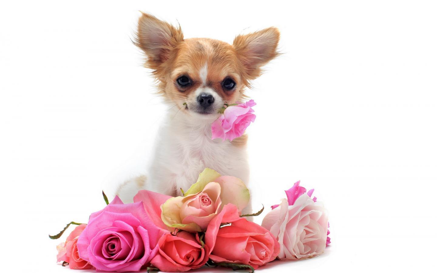 Chihuahua Wallpaper 4k Download For Laptop