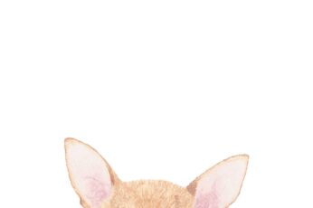 Chihuahua Wallpaper Photo
