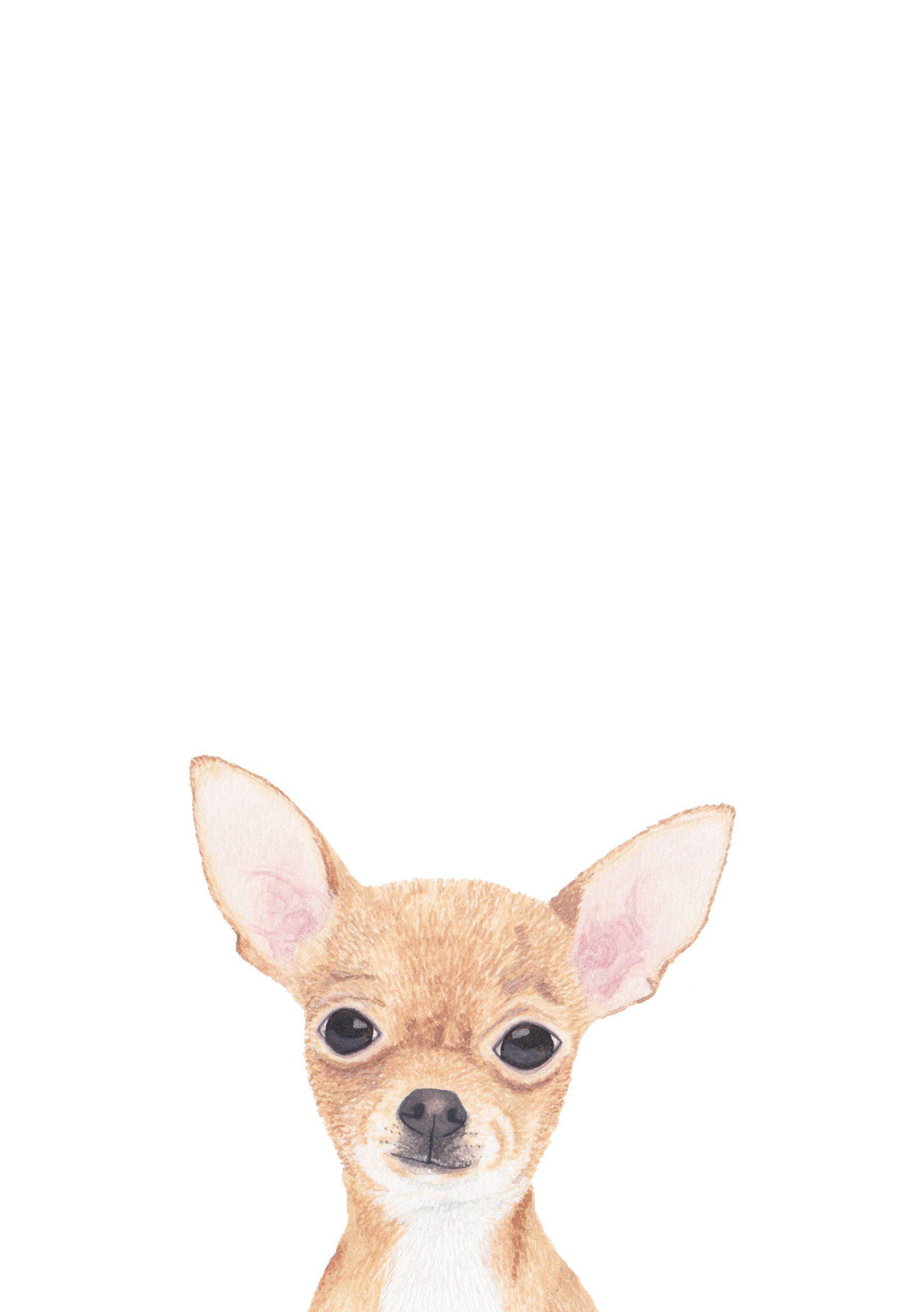 Chihuahua Wallpaper Photo