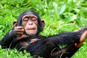 Chimpanzee 1080p Wallpaper