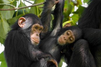 Chimpanzee 4k Hd Wallpapers Free Download
