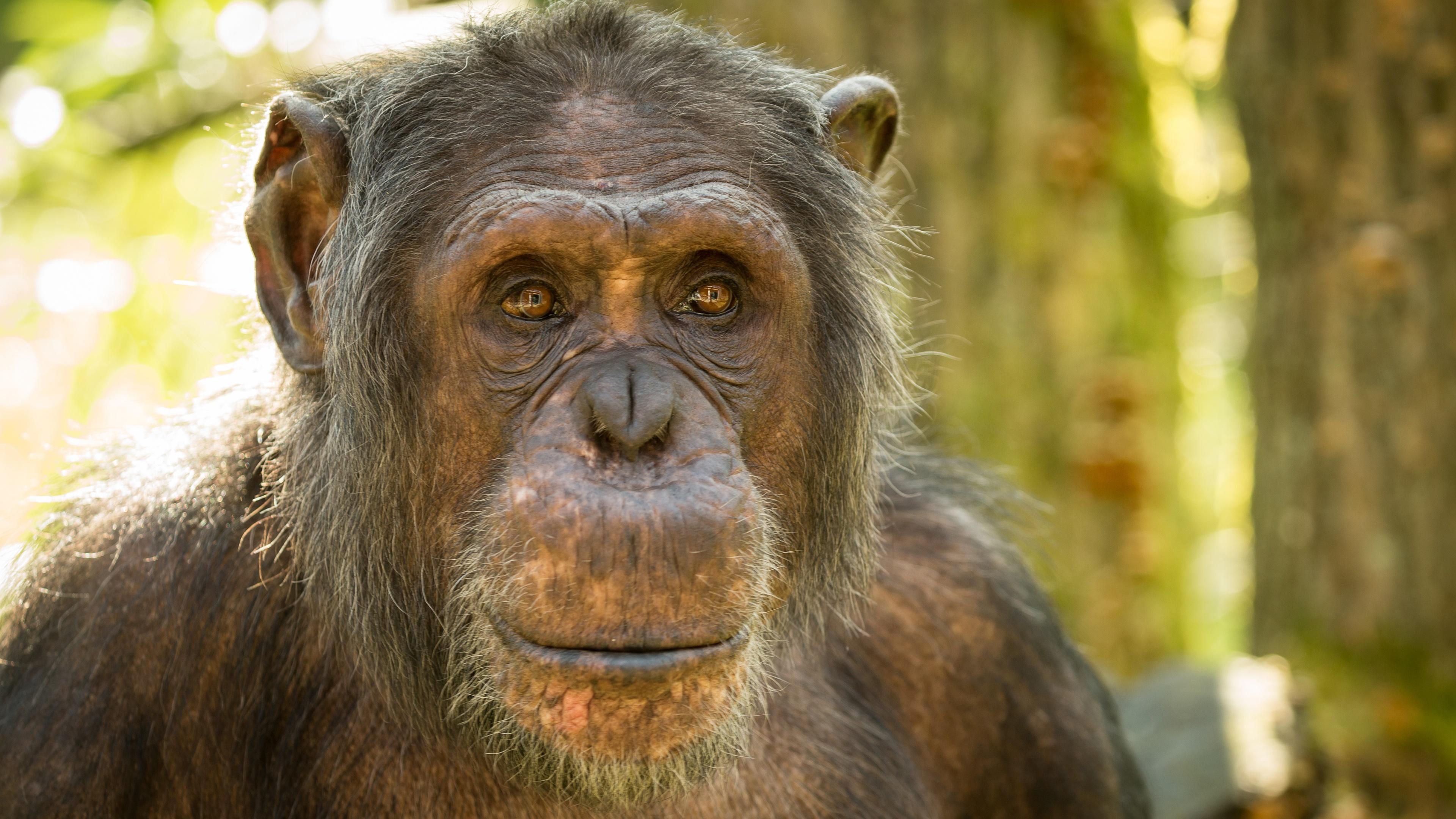 Chimpanzee 4k Wallpaper Download For Pc, Chimpanzee, Animal