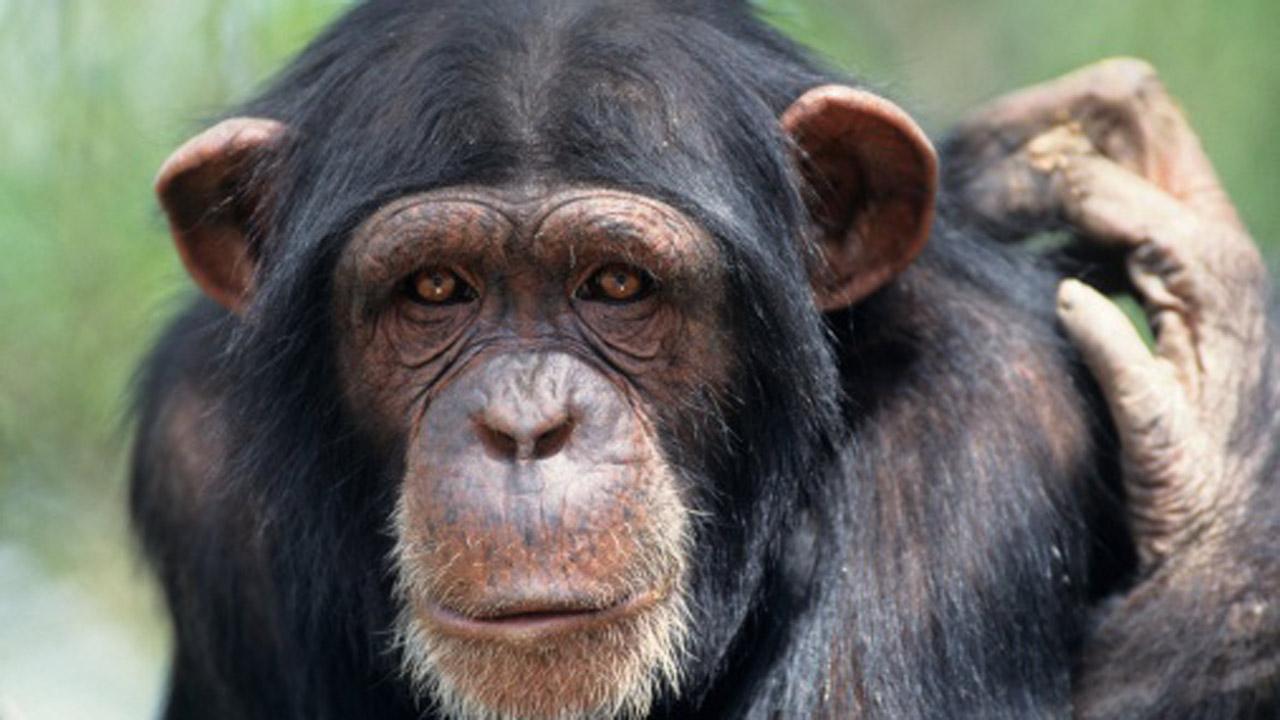 Chimpanzee Best Wallpaper Hd For Pc, Chimpanzee, Animal