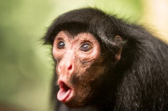 Chimpanzee Desktop Wallpaper