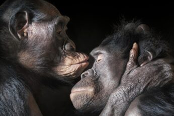 Chimpanzee Desktop Wallpaper 4k