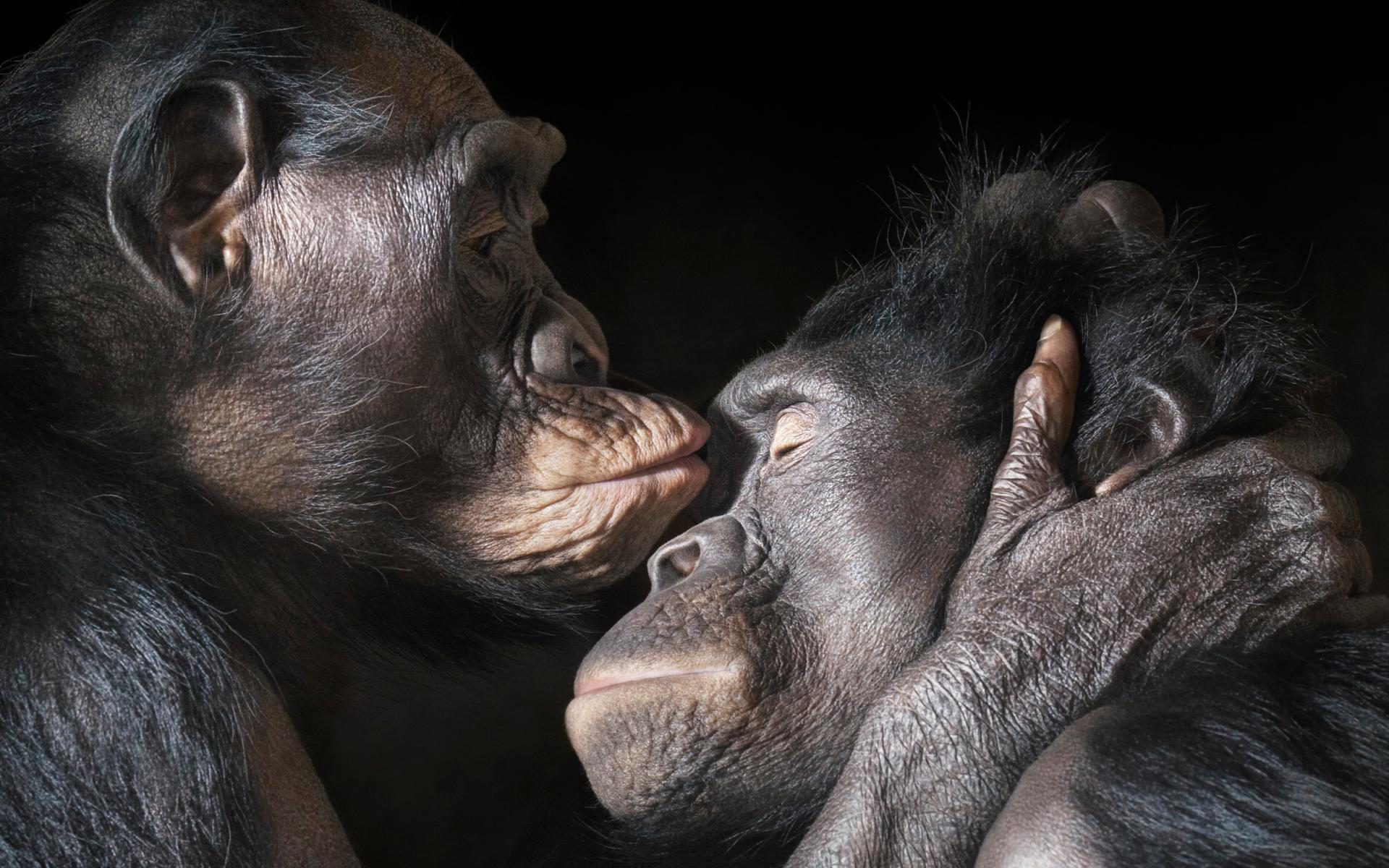 Chimpanzee Desktop Wallpaper 4k, Chimpanzee, Animal