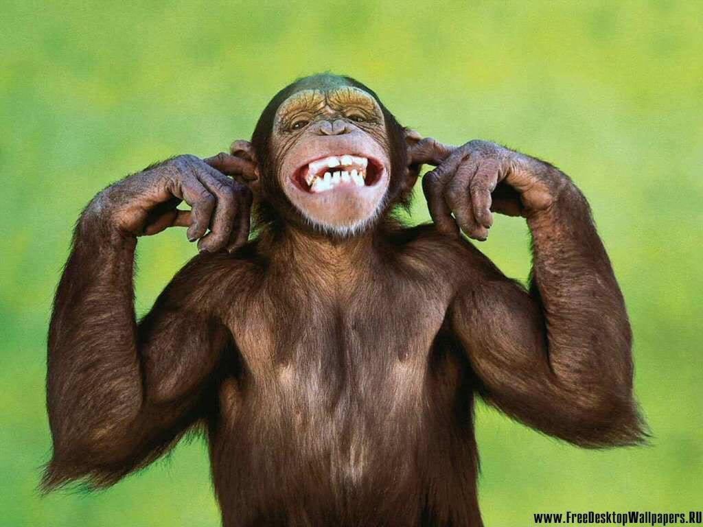 Chimpanzee Download Best Hd Wallpaper, Chimpanzee, Animal