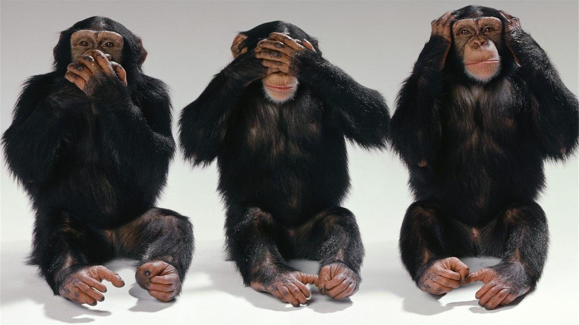 Chimpanzee Download Wallpaper, Chimpanzee, Animal