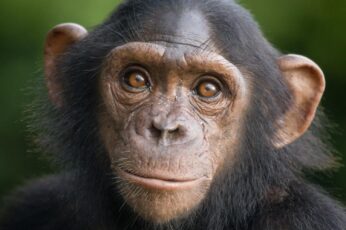 Chimpanzee Free Desktop Wallpaper