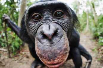 Chimpanzee Hd Wallpaper 4k Download Full Screen