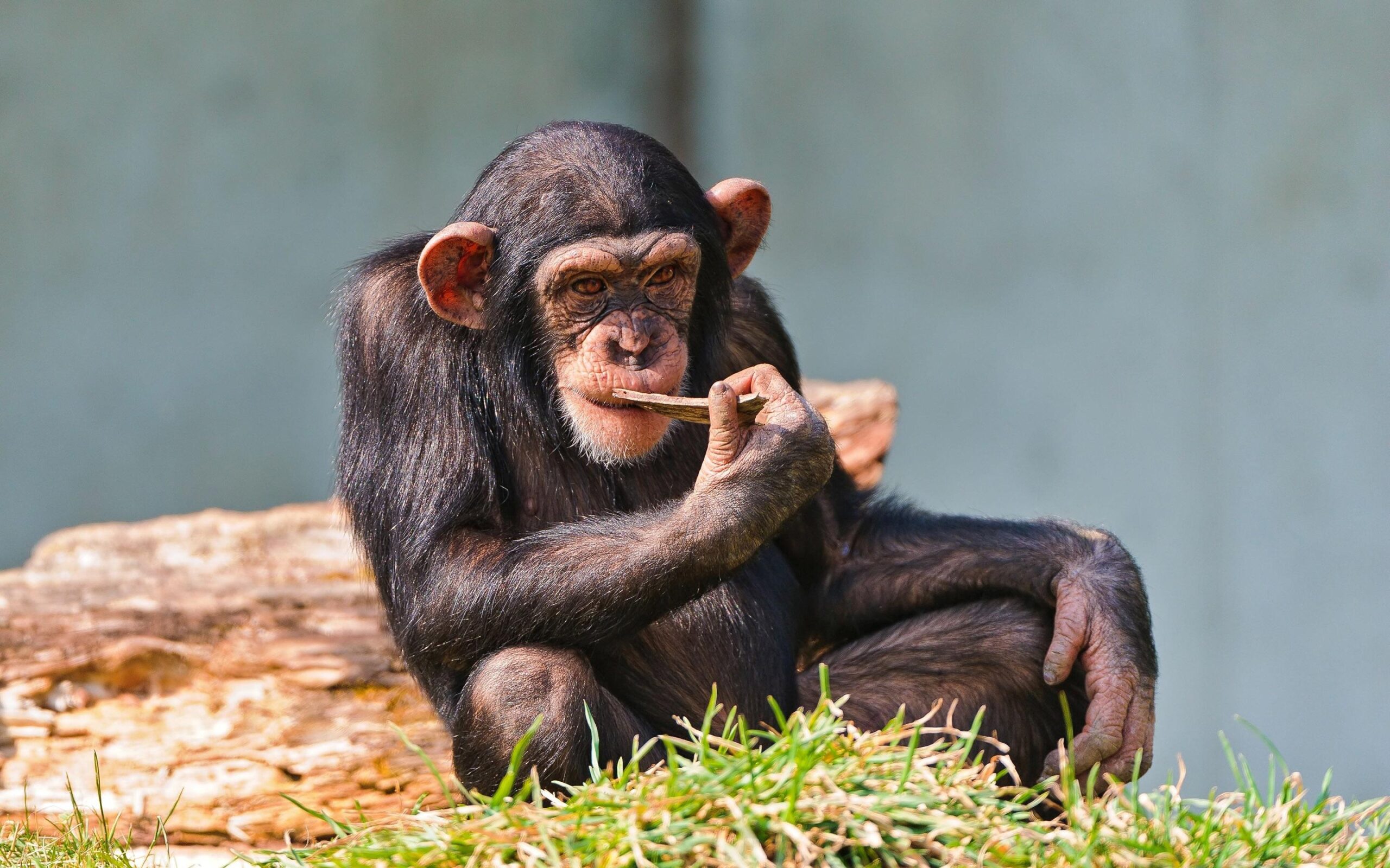 Chimpanzee Hd Wallpapers Free Download, Chimpanzee, Animal