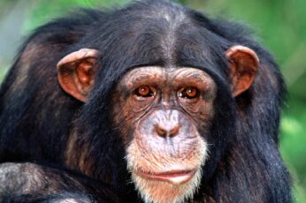 Chimpanzee High Resolution Desktop Wallpaper