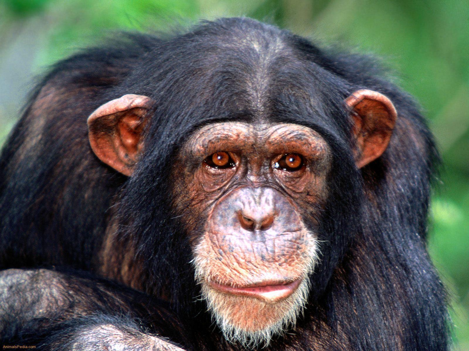 Chimpanzee High Resolution Desktop Wallpaper