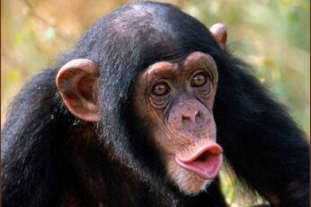Chimpanzee Laptop Desktop Wallpaper 4k