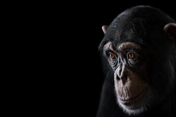 Chimpanzee Pc Wallpaper 4k