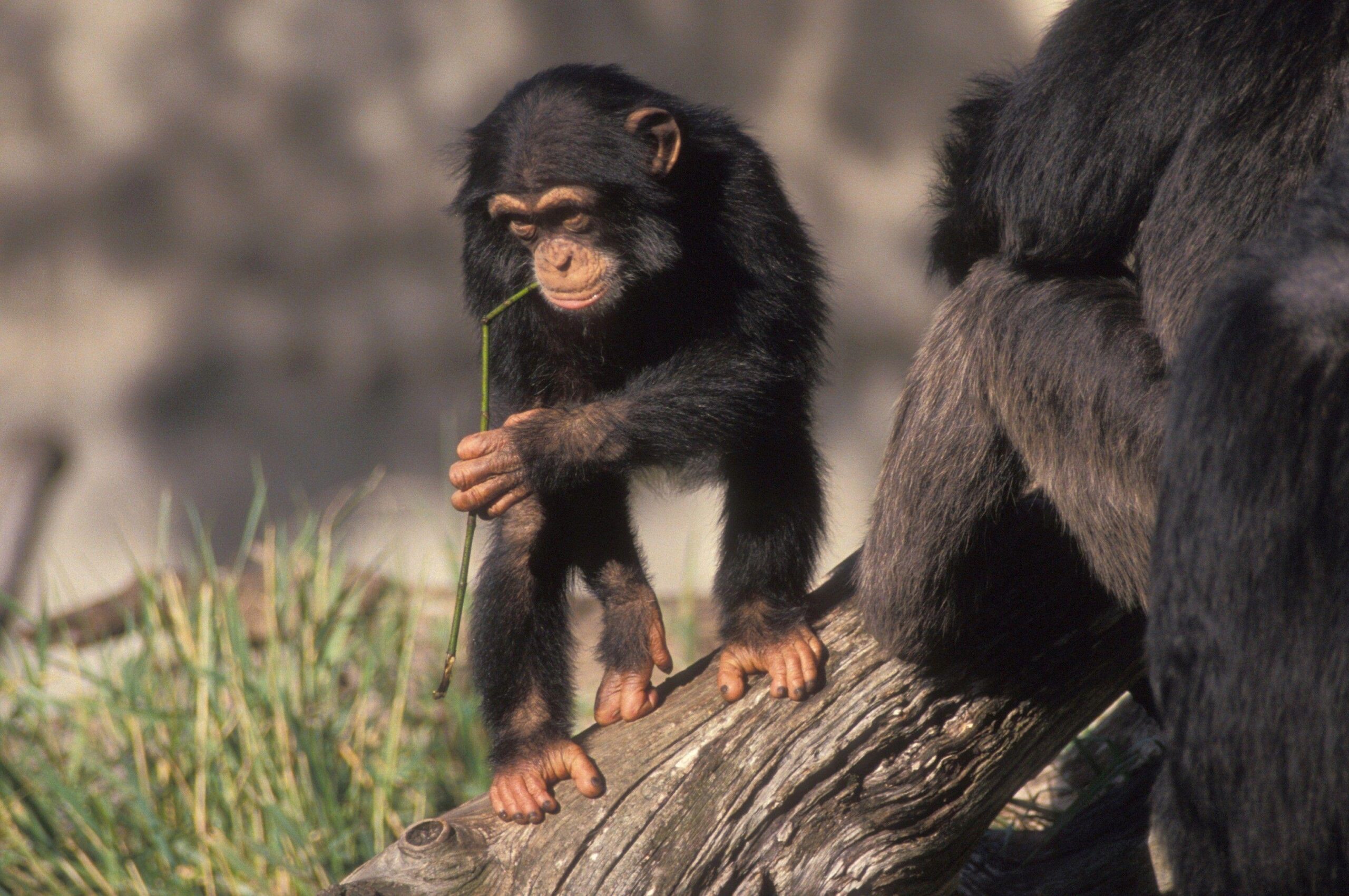 Chimpanzee Pc Wallpaper, Chimpanzee, Animal