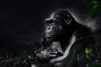 Chimpanzee Wallpaper For Pc