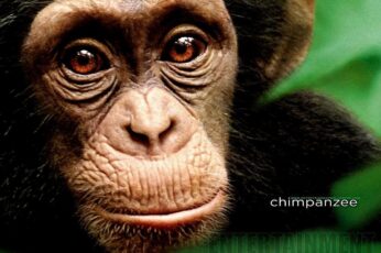 Chimpanzee Wallpaper Hd
