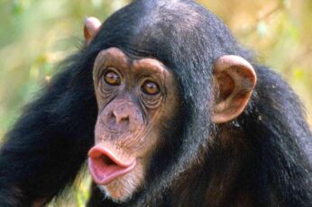 Chimpanzee Wallpaper Hd Download