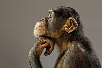 Chimpanzee Wallpaper Iphone