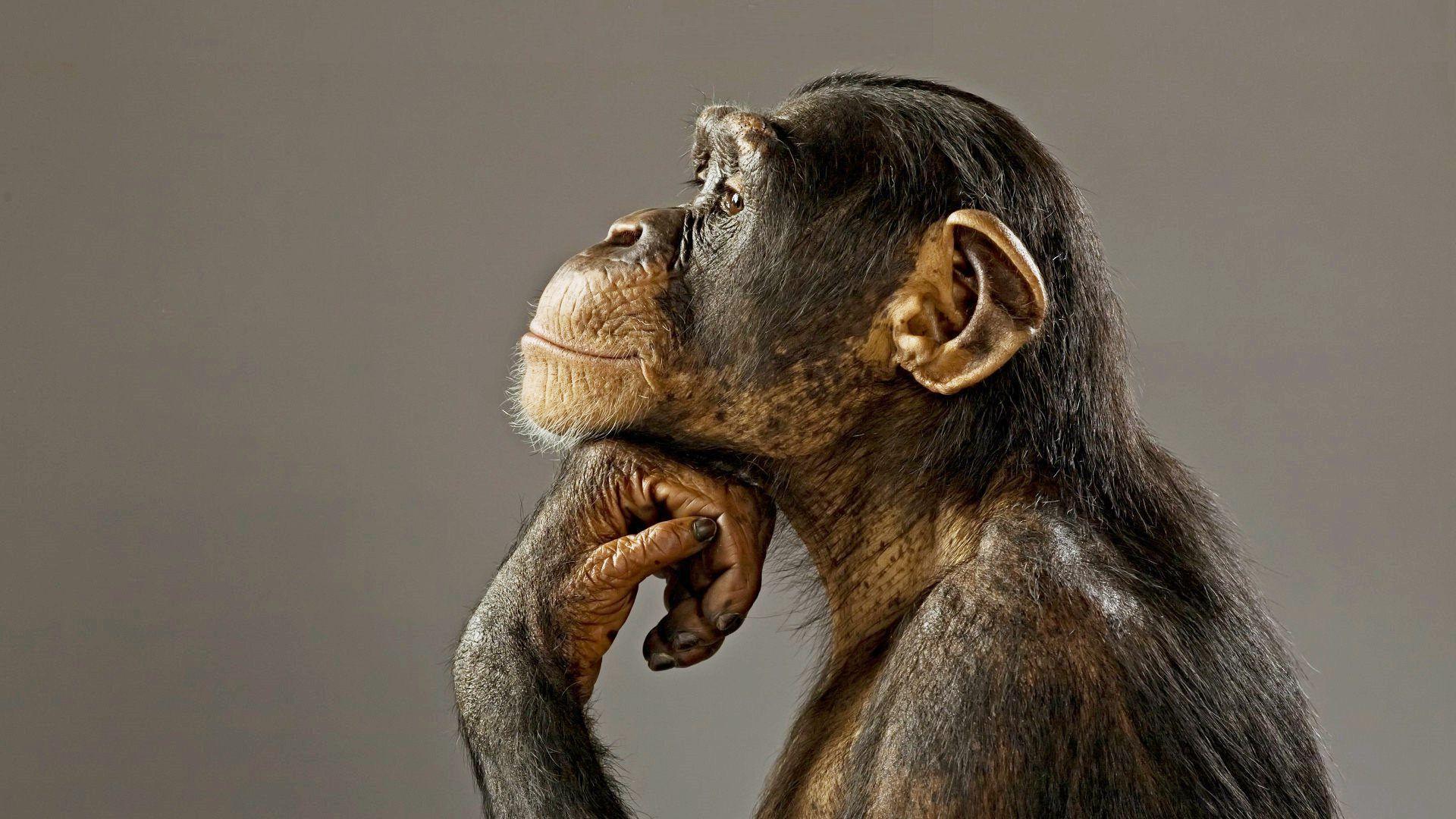 Chimpanzee Wallpaper Iphone