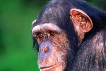 Chimpanzee Wallpaper Phone