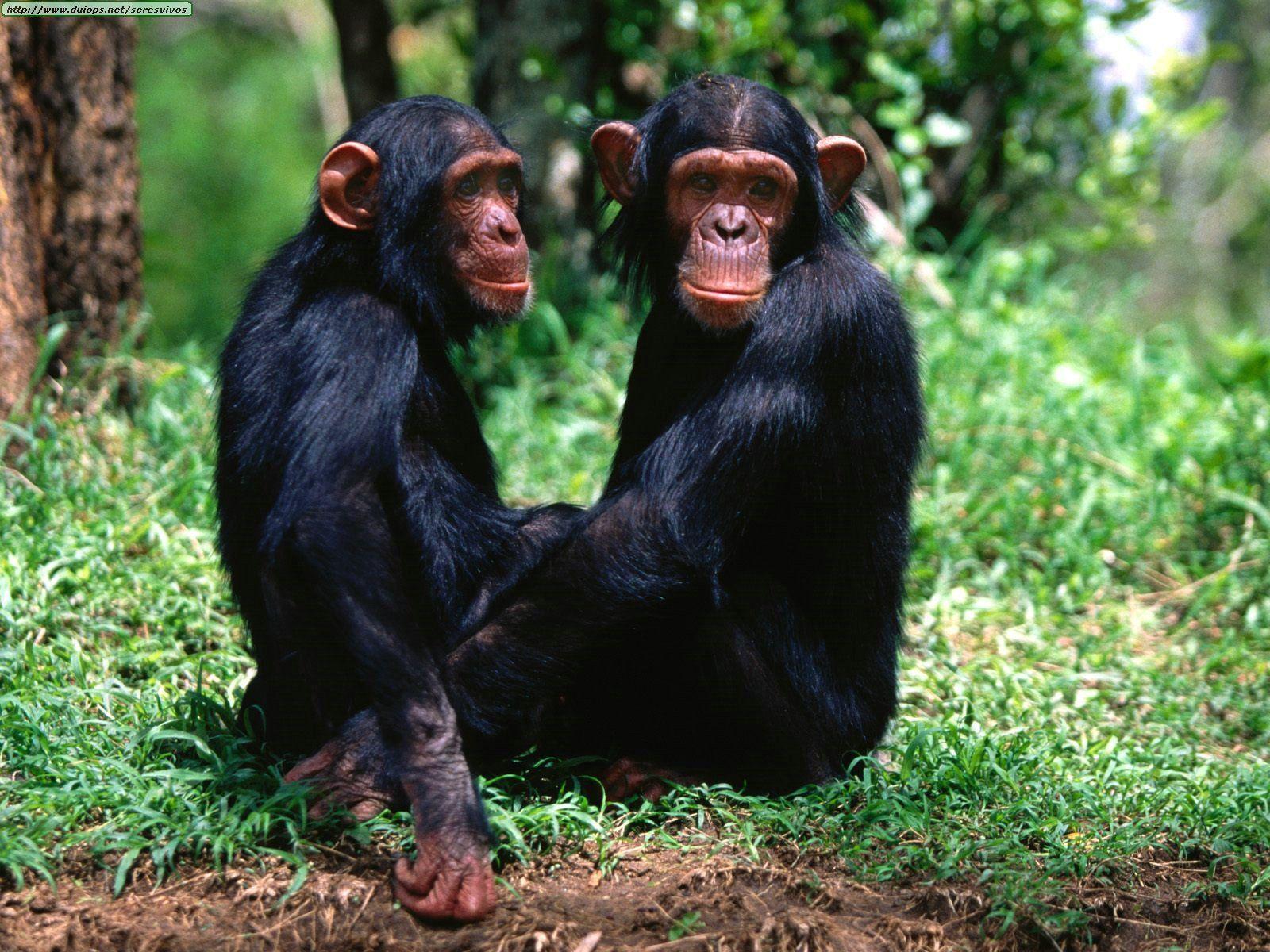 Chimpanzee Wallpaper Photo