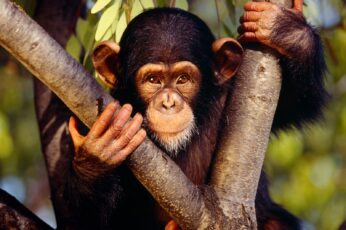 Chimpanzee Wallpapers Hd For Pc