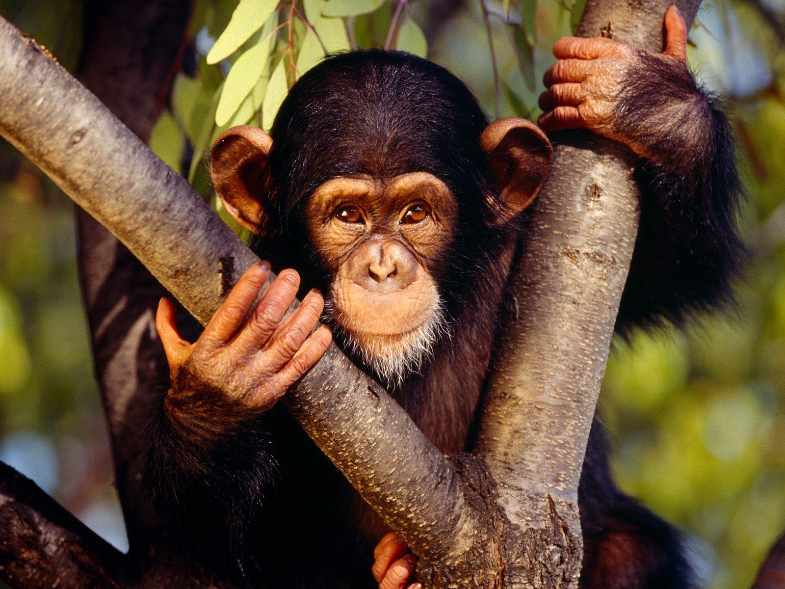 Chimpanzee Wallpapers Hd For Pc, Chimpanzee, Animal