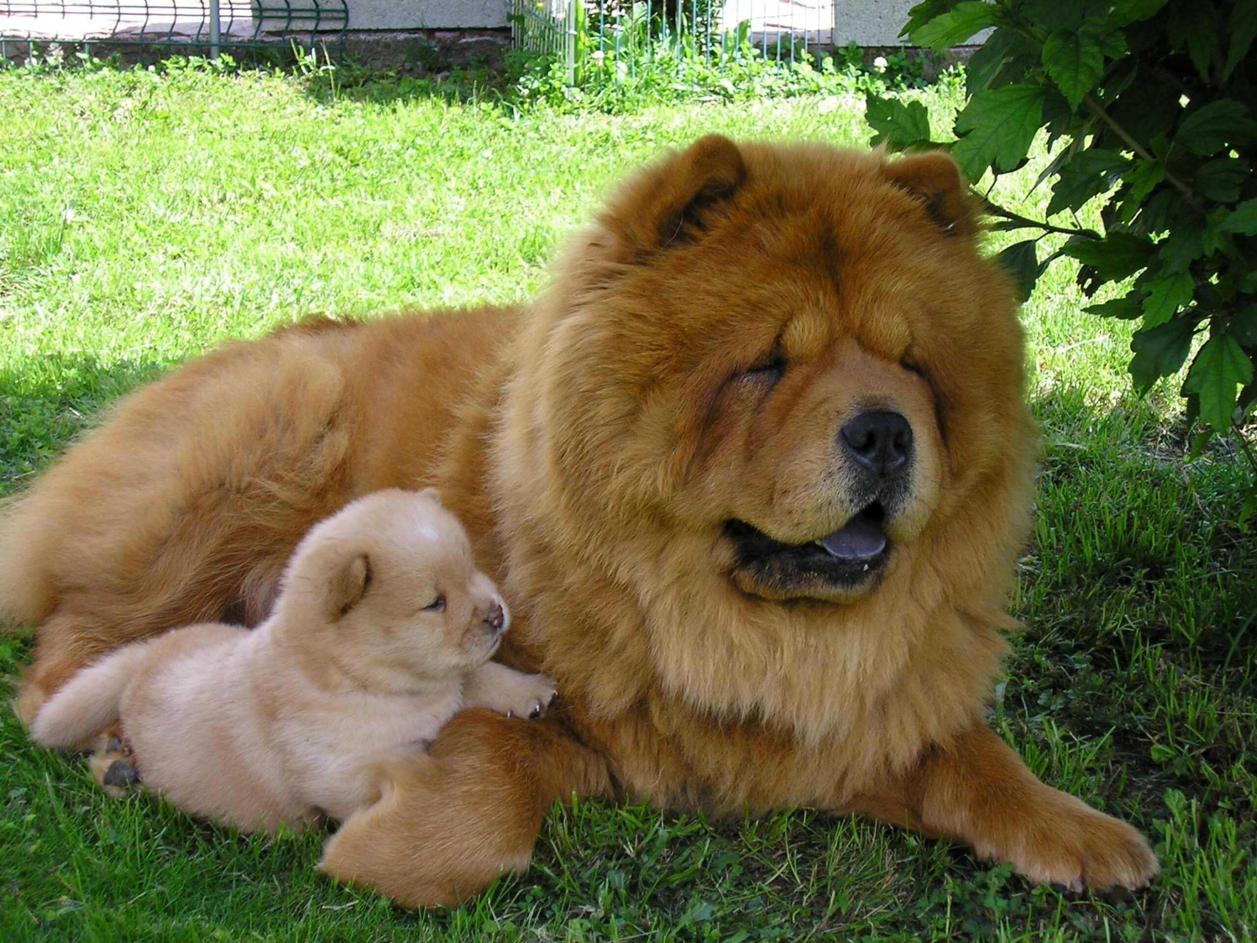 Chow Chow Desktop Wallpapers, Chow Chow, Animal