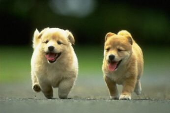 Chow Chow Download Best Hd Wallpaper