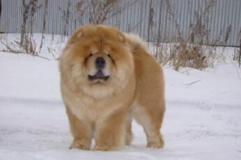 Chow Chow Download Hd Wallpapers