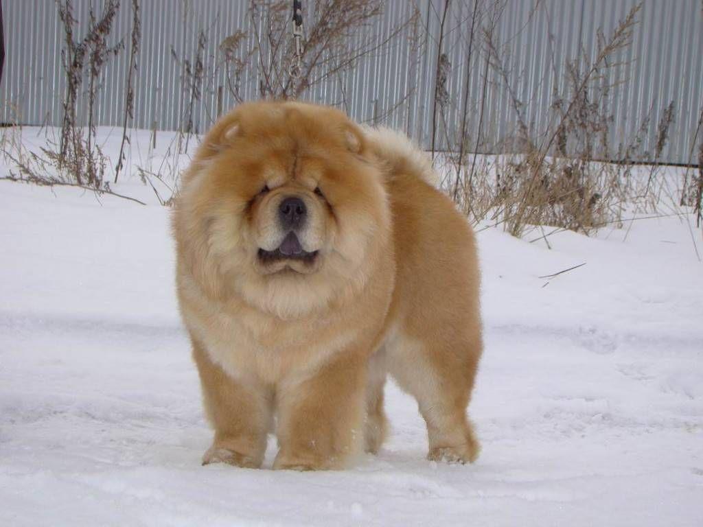 Chow Chow Download Hd Wallpapers, Chow Chow, Animal