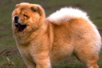 Chow Chow Download Wallpaper