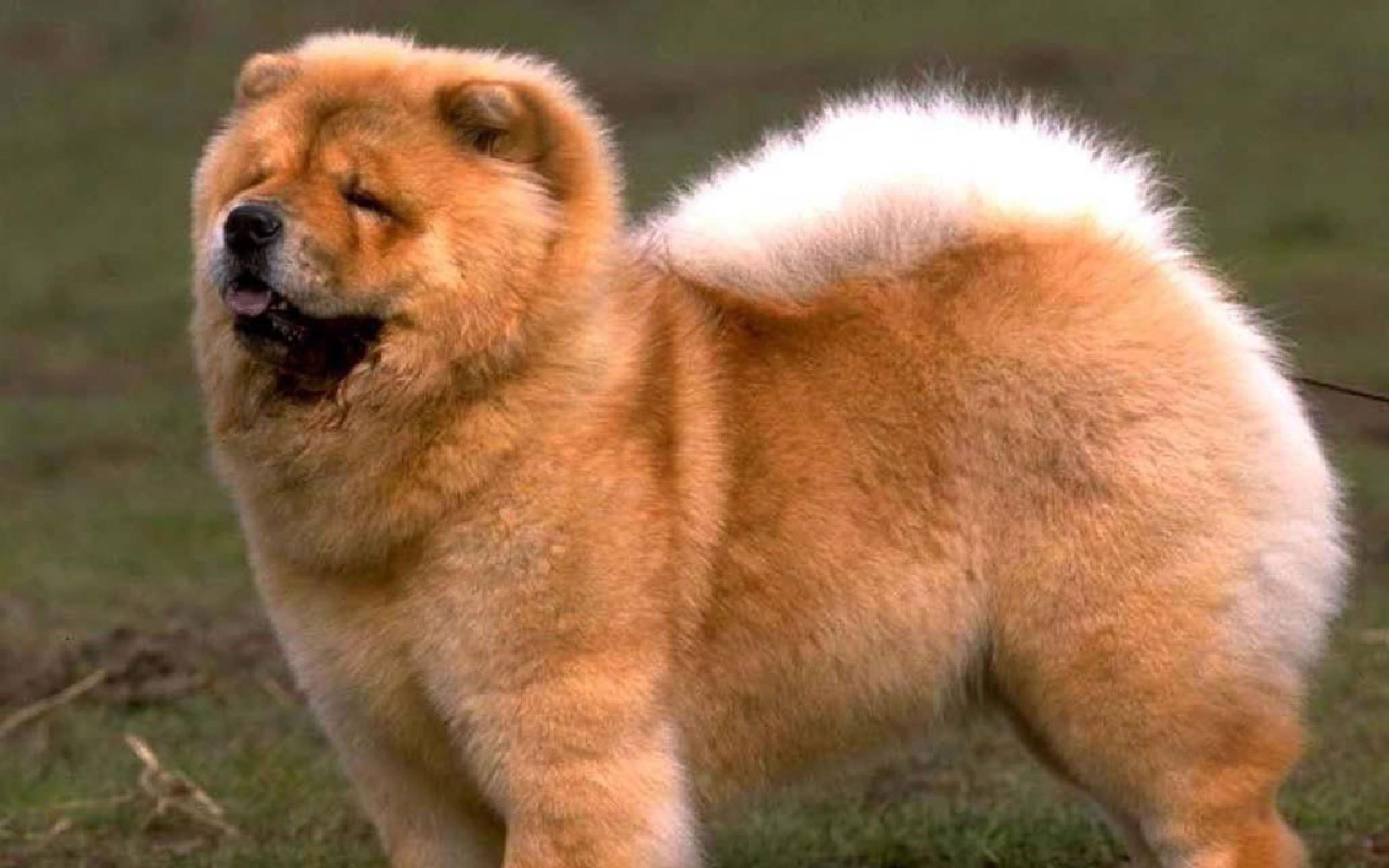Chow Chow Download Wallpaper, Chow Chow, Animal