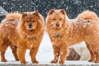 Chow Chow Free 4K Wallpapers