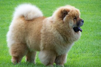 Chow Chow Hd Wallpaper 4k For Pc