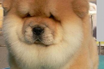 Chow Chow Hd Wallpapers For Laptop