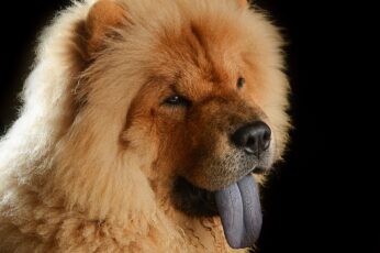 Chow Chow Hd Wallpapers For Pc