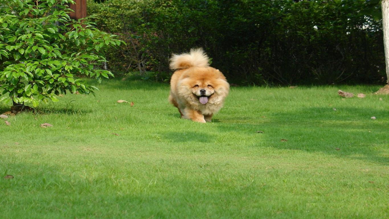 Chow Chow Hd Wallpapers Free Download