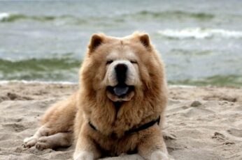 Chow Chow New Wallpaper